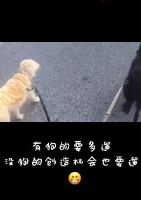 已经遛我38次了!西班牙限行后,主人为了出门把狗都遛瘫了