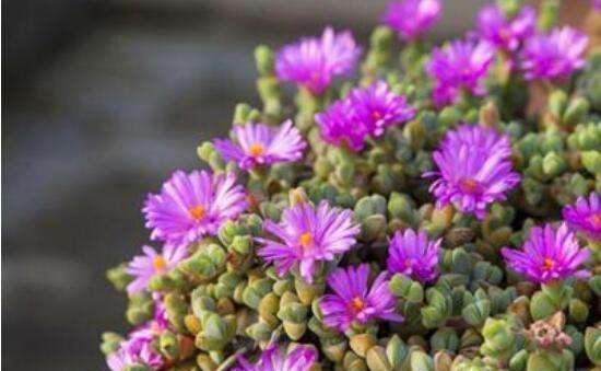 多肉开花怎么修剪,多肉开花剪花还是连花箭一起剪