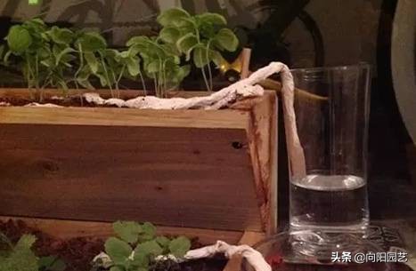 在家里怎么自制一个自动浇水装置,自制简单自动浇水神器美观