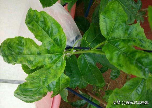 怎样防治百香果根腐病,百香果茎基腐烂防治方法