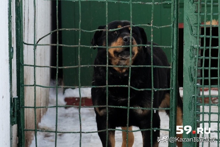 俄罗斯白天鹅监狱有多可怕,俄罗斯黑海豚监狱关押恐怖分子