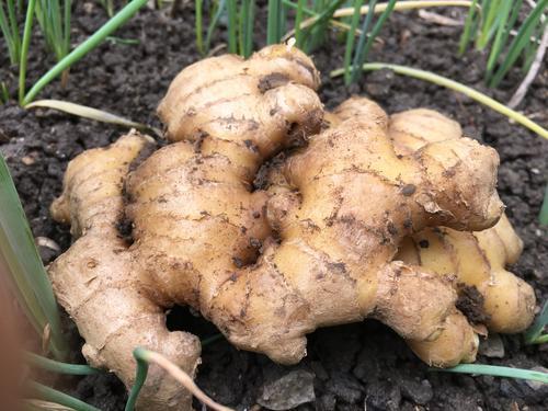 生姜的高产种植全过程,北方冬天生姜盆栽种植方法