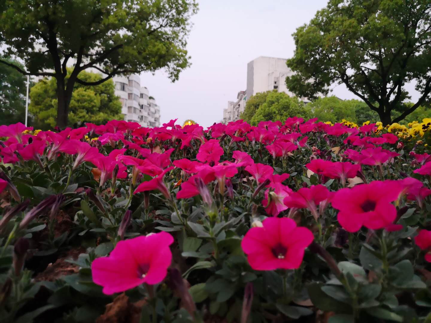 流行鲜活口语葵花宝典