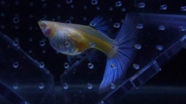 观赏鱼躺在缸底一直也不死,观赏鱼在水底呆着不爱动怎么回事