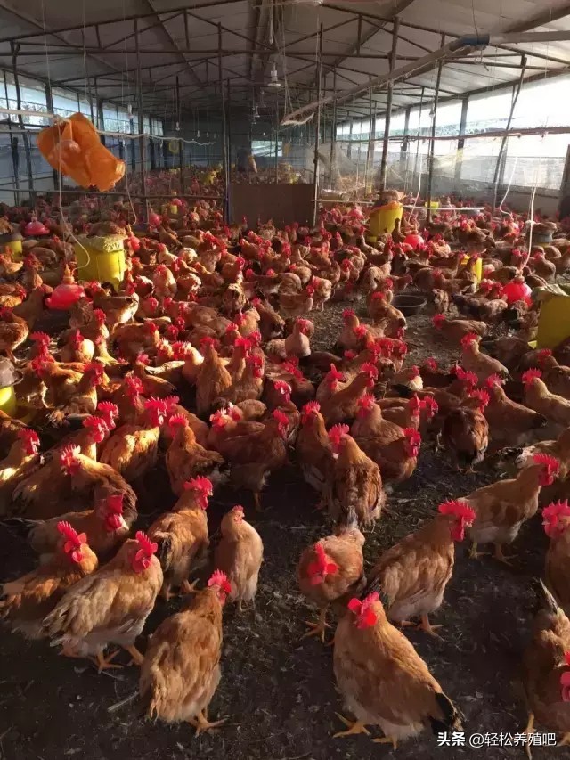 鸡毛颜色不好怎么办,鸡毛色泽不好看不长