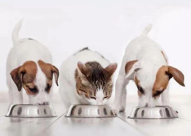 猫狗吃什么补充营养便宜,怎么配制猫狗都吃的食物
