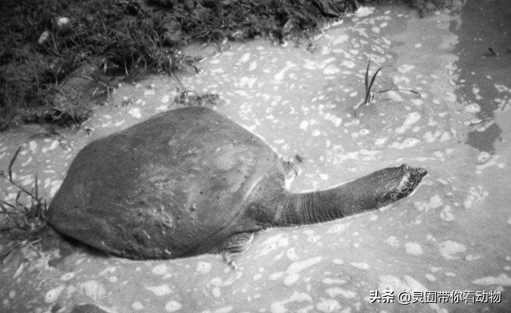 斑鳖即将灭绝人工克隆,全球仅剩3只斑鳖