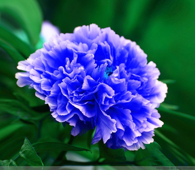 生活中常见的花语大全,生活中常见花卉花语