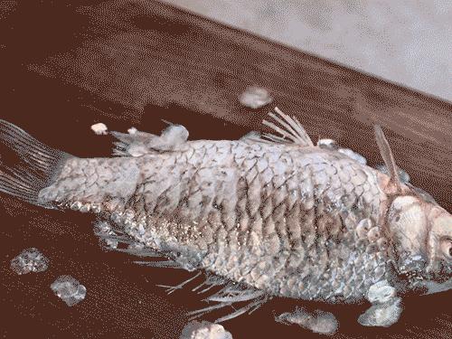 比菜刀锋利的剪刀,比剃须刀还锋利的菜刀