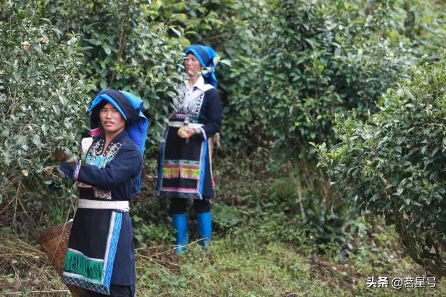 麻黑古树普洱茶特点,麻黑石门坎和麻黑古树的区别