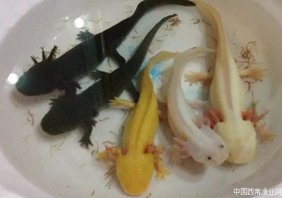 奇特尾巴的龙鱼图片,背鳍变异龙鱼图片