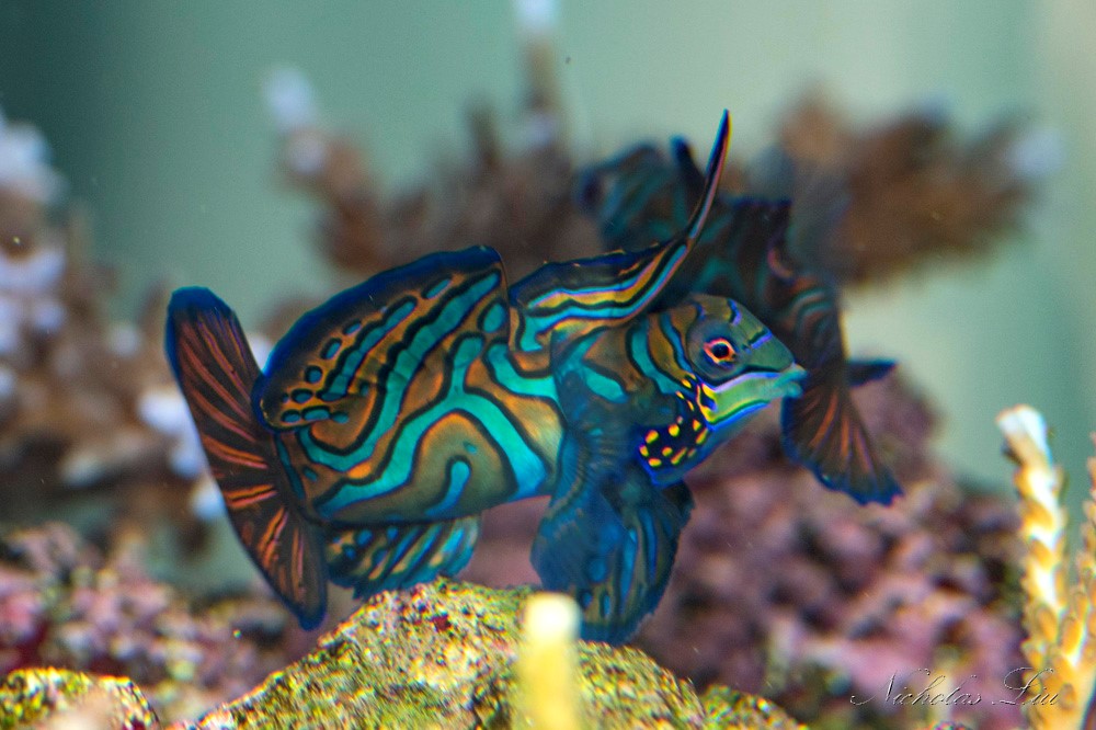 经典海水礁岩生态缸分享，180×120×60厘米三面观赏海缸