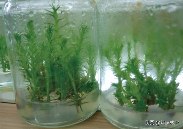 杉木速生丰产林生产量标准,杉木二代林如何优质丰产