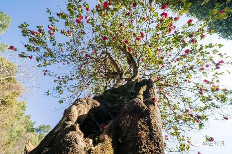 自驾玩转云南旅游攻略路线推荐,云南旅游全攻略5天自驾路线