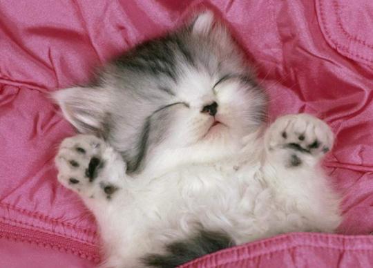 猫咪在床上拉尿怎么教训,猫咪想尿尿时会有哪几种反应