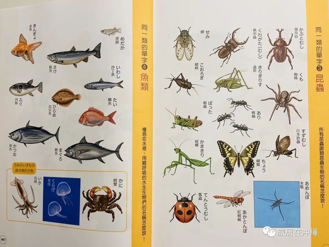 跟小孩一起学日语,我和孩子一起学英语