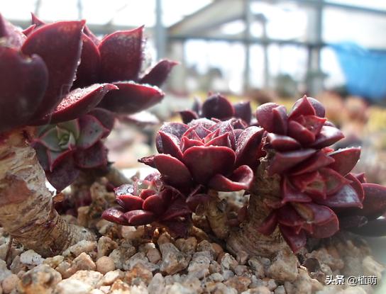 经历两年风雨的罗西玛，总算蜕变逆袭，无非把日常6点做好