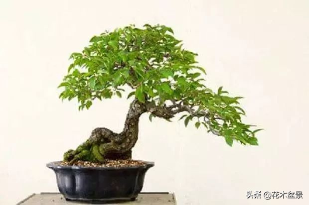 适合客厅养的盆景植物,茶桌上养什么盆景植物