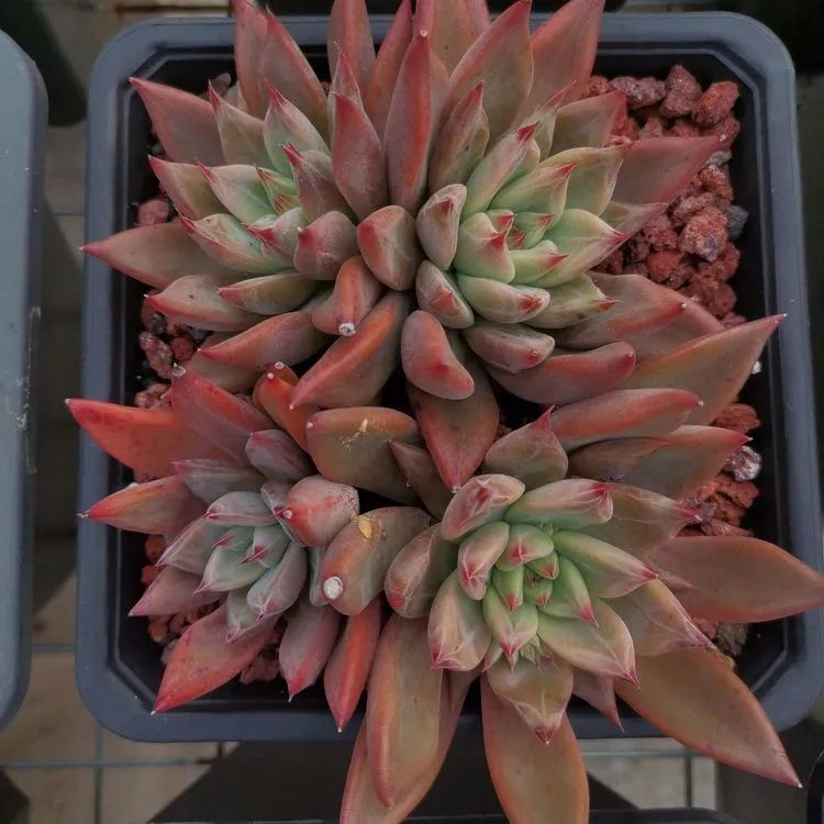 养多肉植物修身养性,多肉的习性和日常养护方法