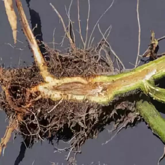 马铃薯枯萎病和青枯病区别,马铃薯枯黄萎病