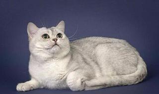 美短虎斑猫咪的品种,美国短毛猫虎斑价格