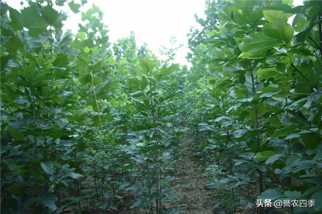 丛生白蜡栽植技术,兰州小叶白蜡种植