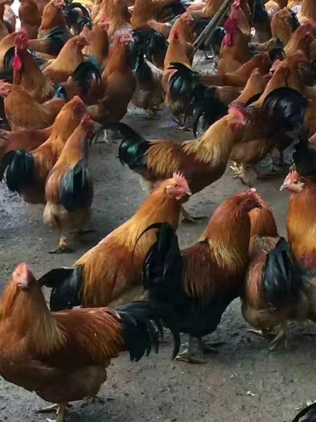 小鸡呼噜甩鼻咳嗽怎么治疗,咳嗽呼噜怎么推拿