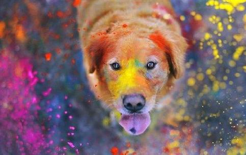 狗狗喜欢吃糖怎么办,狗狗解馋营养食品