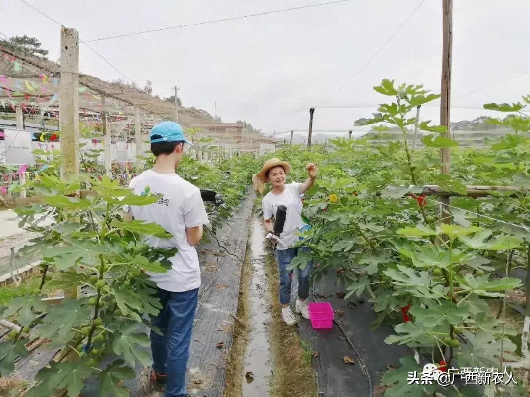 南宁那笔村无花果,南宁摘无花果