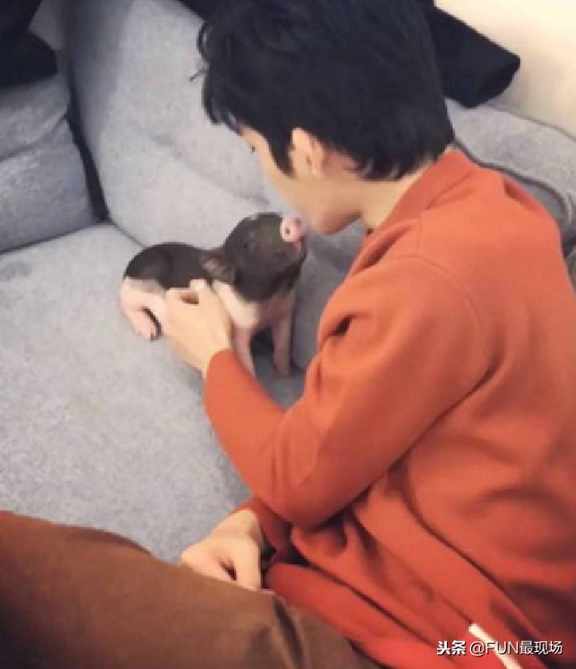 井柏然抖音小猪,井柏然给白敬亭送小猪佩奇