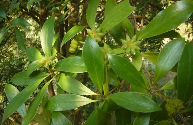 八角的香气是香料中最霸气的,八角和什么香料都具有芳香的气味