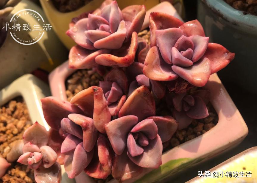 养多肉都走过哪些弯路,新手养多肉避坑指南