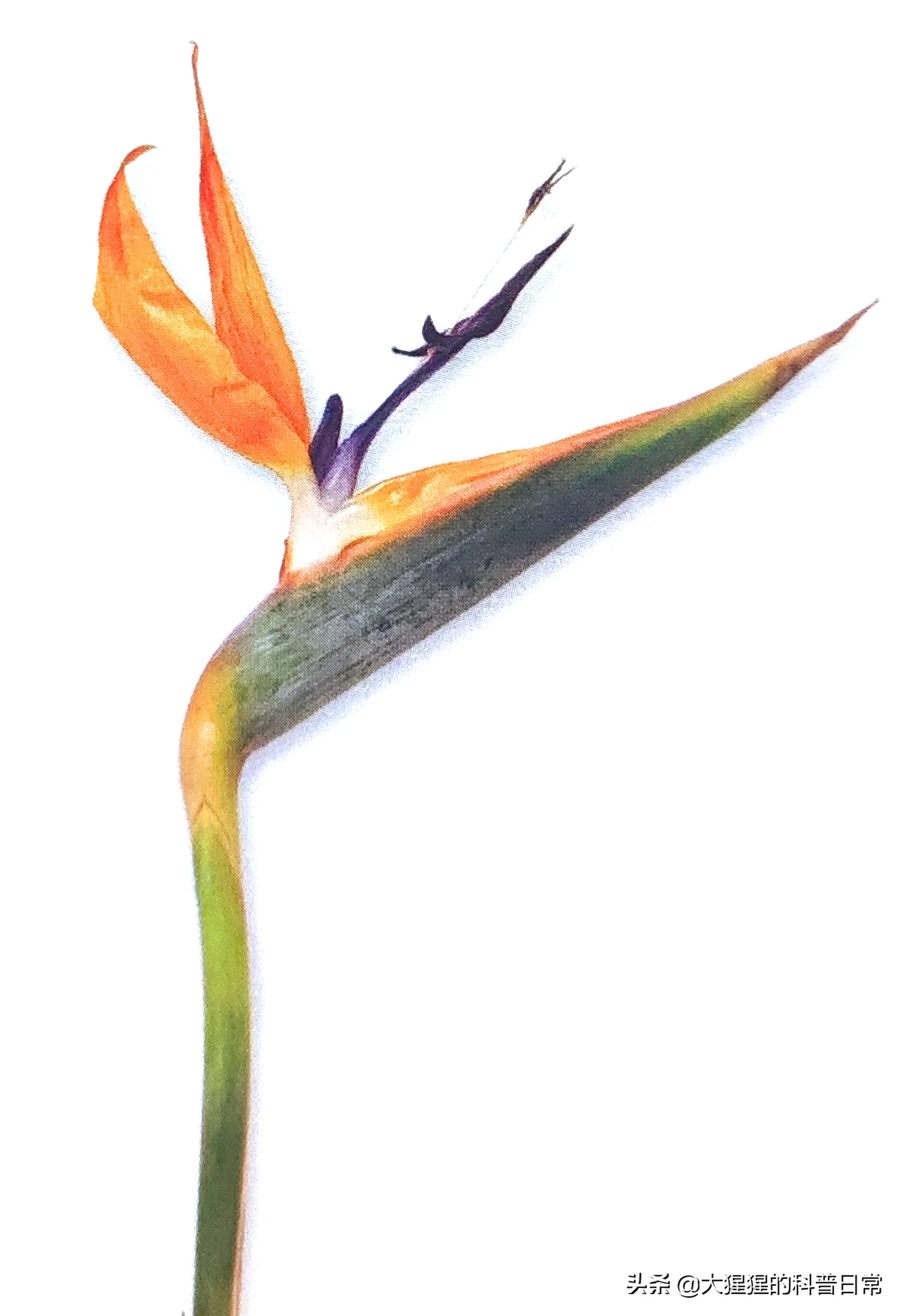 单子叶植物双子叶植物的简图,单子叶植物叶脉是什么