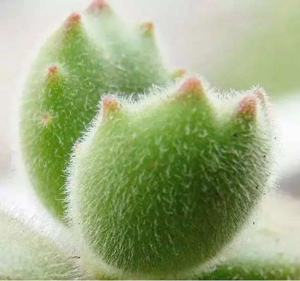 多肉早安图片大全,多肉大全100图