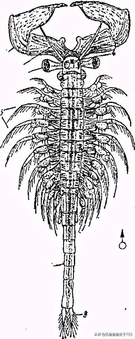 丰年虾的存活率为什么比较低,关于丰年虾的知识和讲解