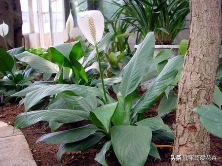 一帆风顺叶子发黄的解决方法,一帆风顺叶片枯萎发黑是什么原因