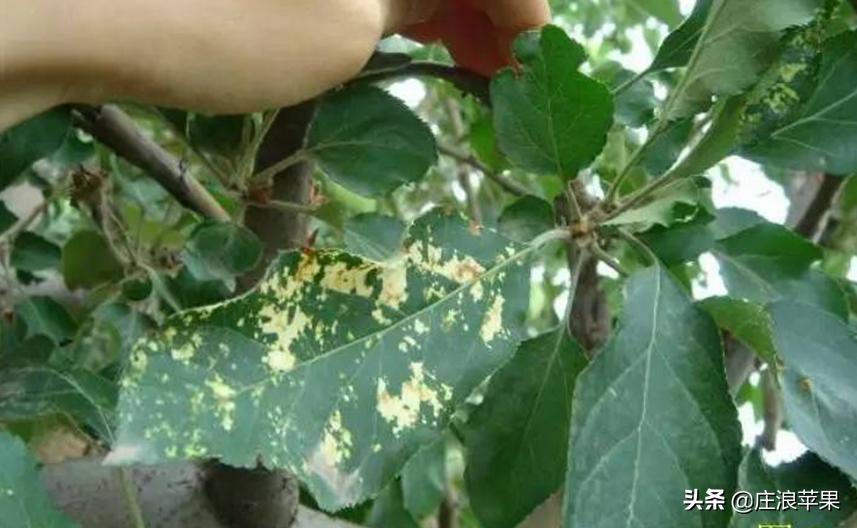 苹果霉心病雨后防治和雨前防治,高温高湿要防苹果早期落叶病