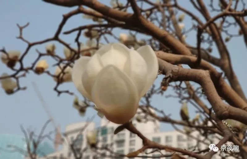 张虹｜玉兰花香且可食