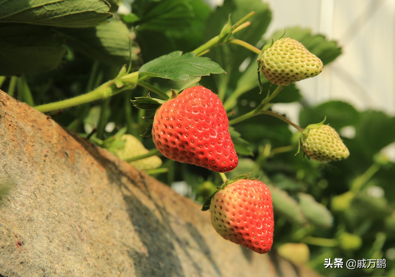 辽宁丹东东港草莓基地联系电话,辽宁丹东东港草莓种植基地