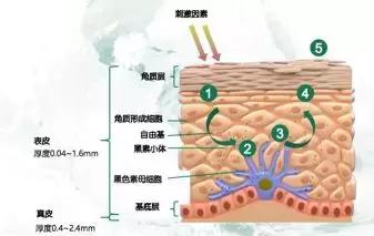女明星都在打的美容针,明星都打美容针吗