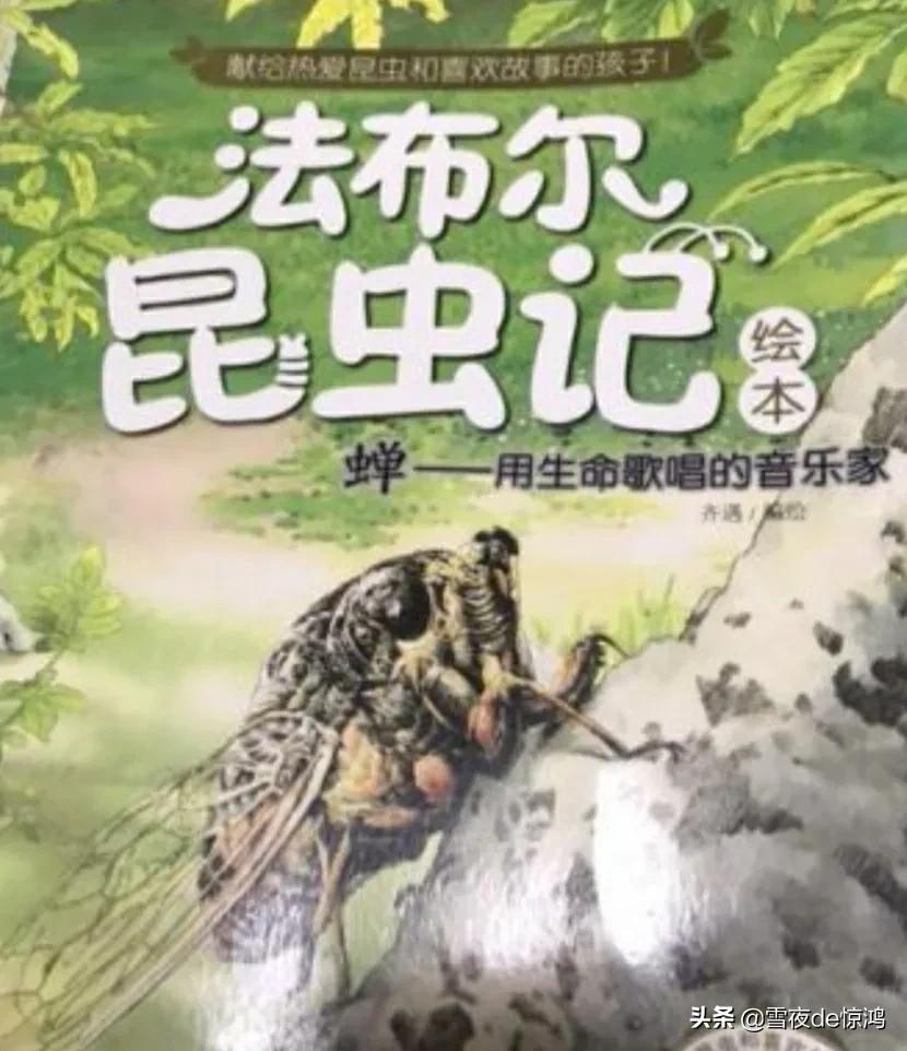 蜘蛛为什么会被法布尔写进昆虫记,蜘蛛是一种特殊的昆虫吗正确吗