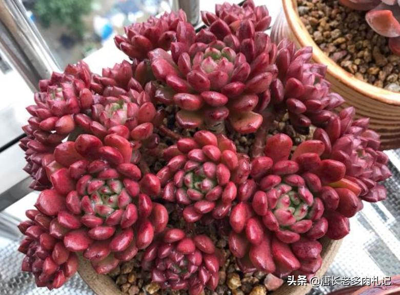 多肉蓝精灵长花箭咋办,红宝石为什么又细又长