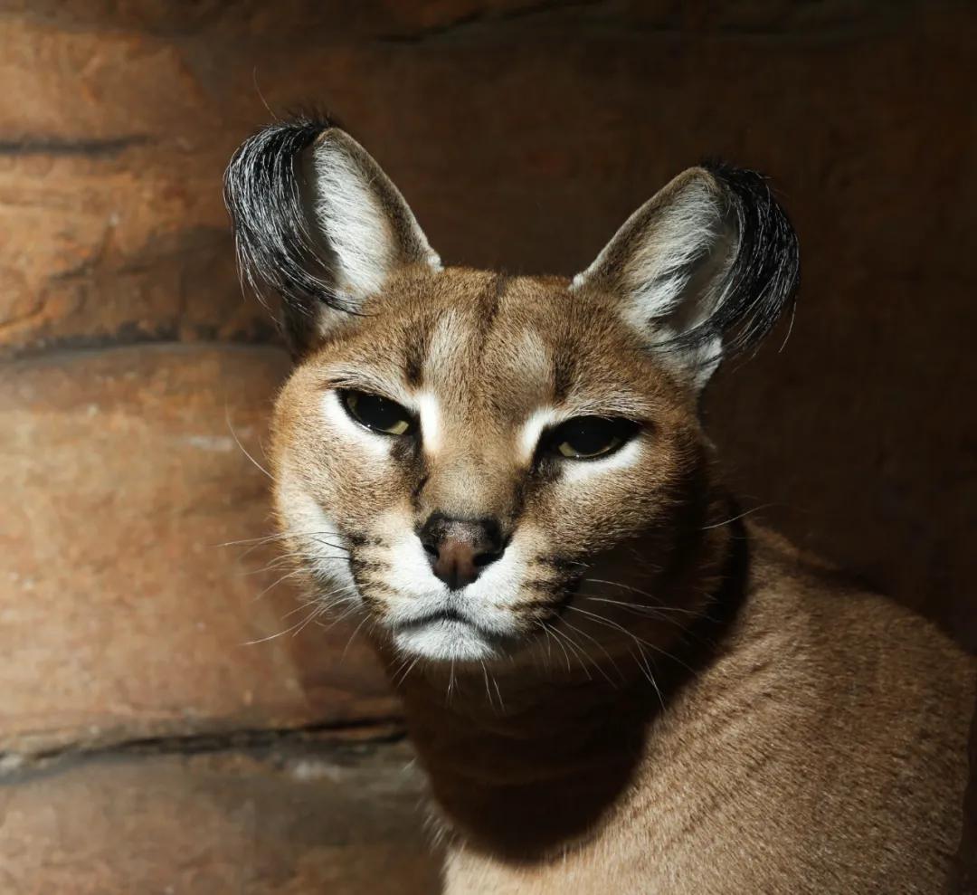 狞猫耳朵非常漂亮会旋转,狞猫的耳朵好可爱