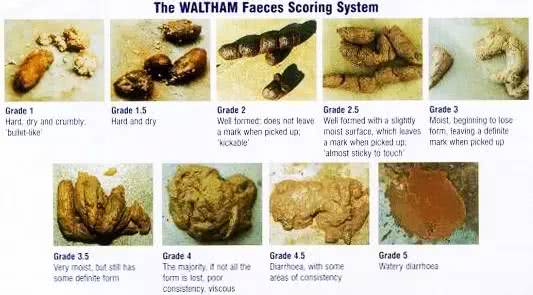 猫咪拉肚子病因及对策,引起猫咪呕吐拉稀的病有哪些