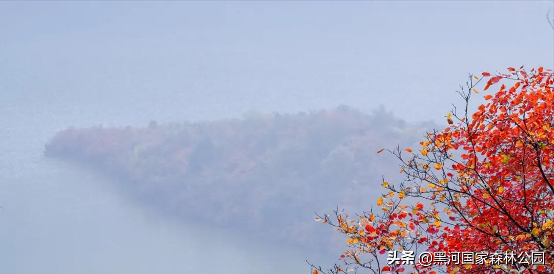 黑河记事——摇钱树的前世今生