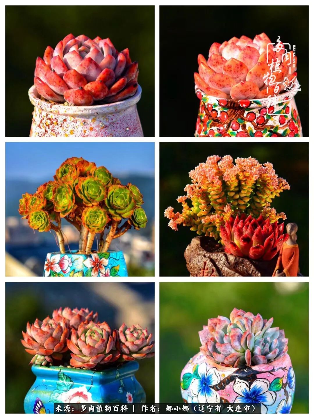 你是盆我是花，你护我周全，我为你绽放