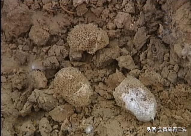 莲藕龙虾混养技术视频,藕蛭共养