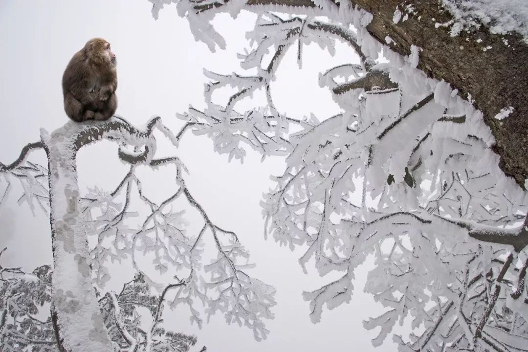 峨眉山降价最新消息,峨眉山的门票打折什么时候结束