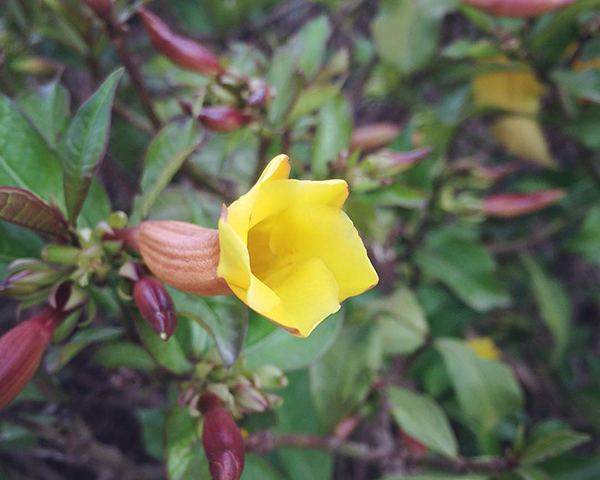 春天开放的十种花介绍,冬季里开花的15种花卉