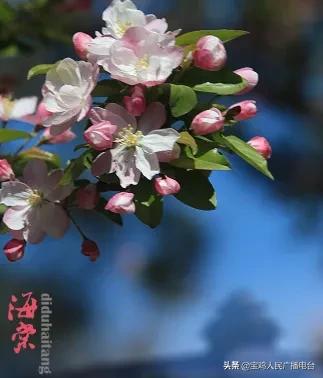 描写西府海棠的散文,散文西府海棠